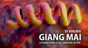 cách phòng tránh bệnh giang mai